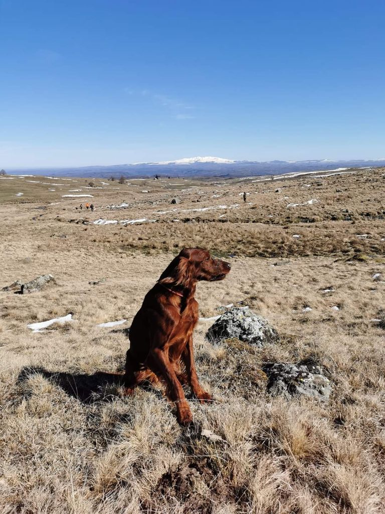 CH. O'slow De Causses Et D'Aubrac