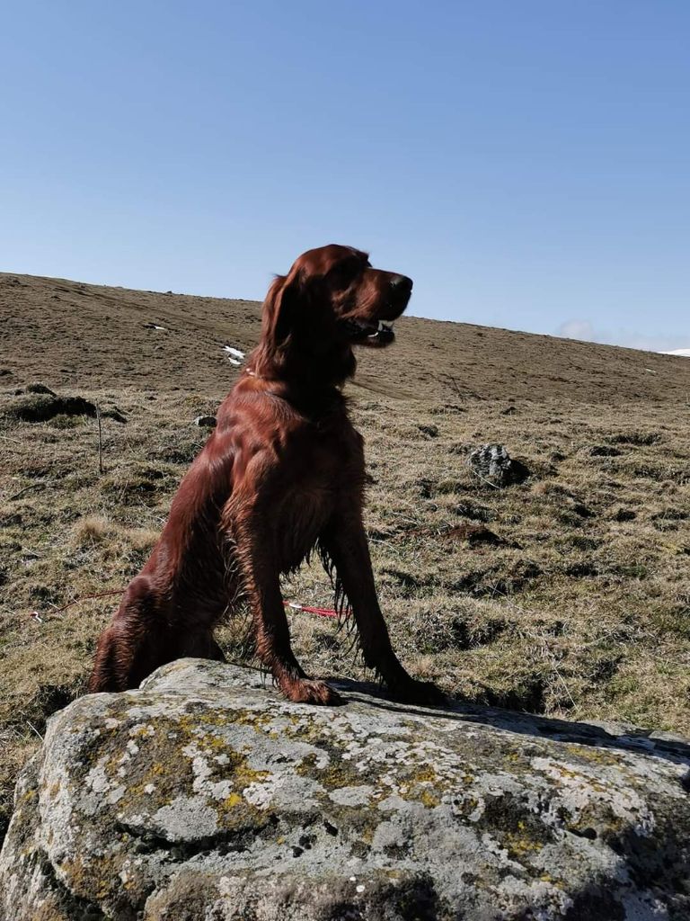 CH. O'slow De Causses Et D'Aubrac