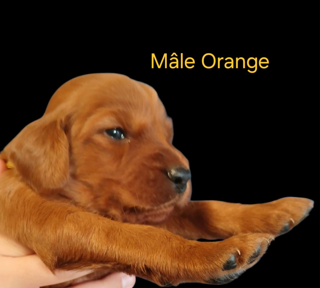 Portée Mars 2025