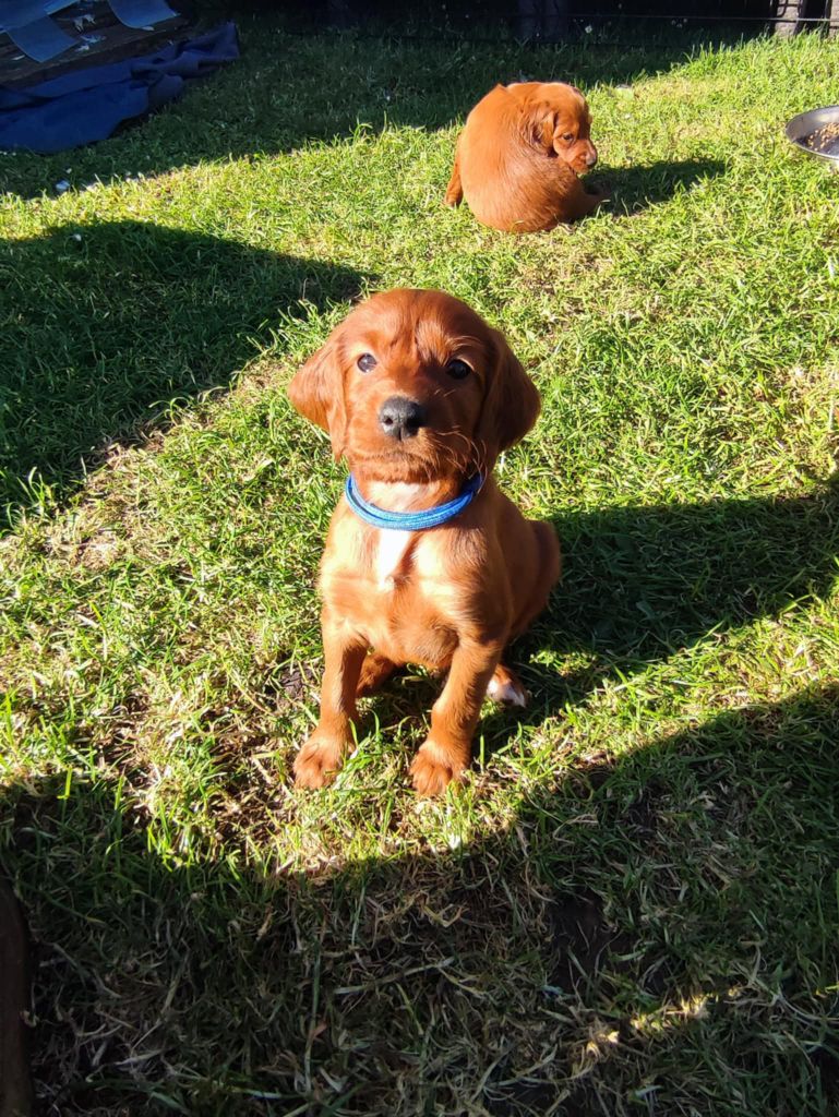 Des Vanilla Sativa - Setter irlandais rouge - Portée née le 24/03/2025