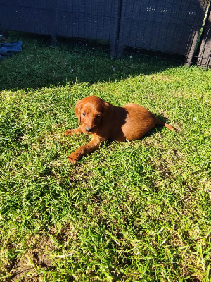 CHIOT 3