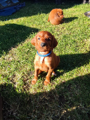 CHIOT 6