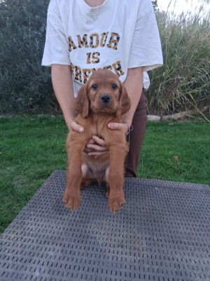 CHIOT 1