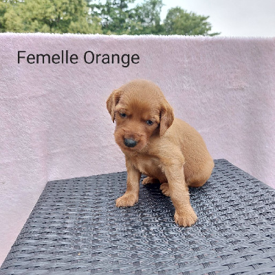 CHIOT 6