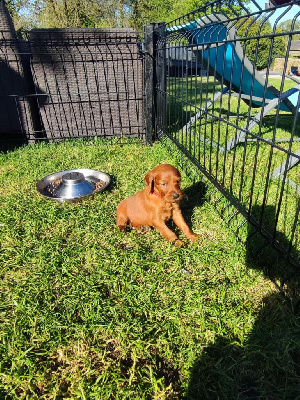 CHIOT 9