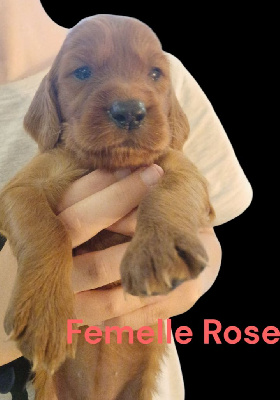 CHIOT 7