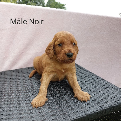 CHIOT 1