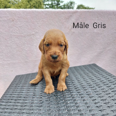 CHIOT 2