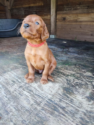 CHIOT 1