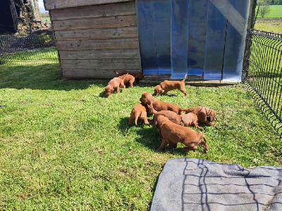 CHIOT 4