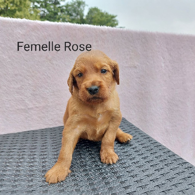 CHIOT 8