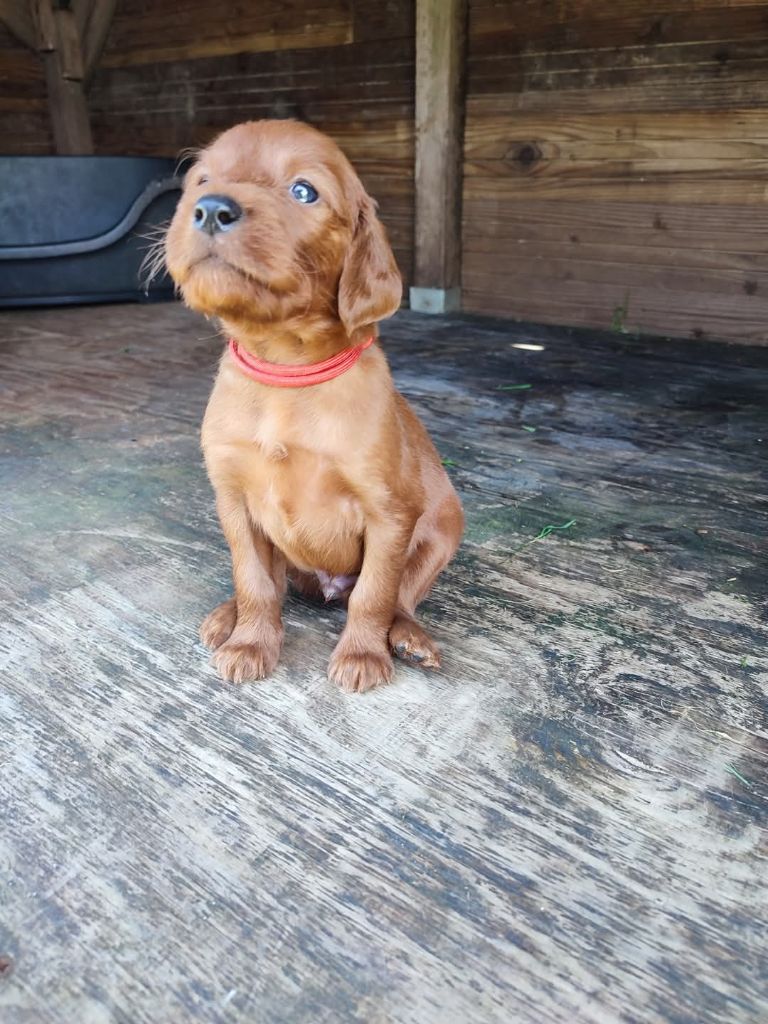 Des Vanilla Sativa - Chiots disponibles - Setter irlandais rouge